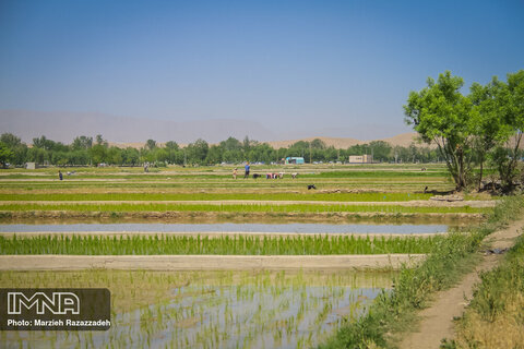 Farmers' diligence in paddy fields

