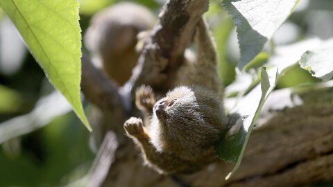 مارموست پیگمه؛ تولد میمون ۱۵ گرمی در باغ وحش وین اتریش