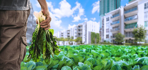 راه‌حل‌های کشاورزی هوشمند برای امنیت غذایی شهرها