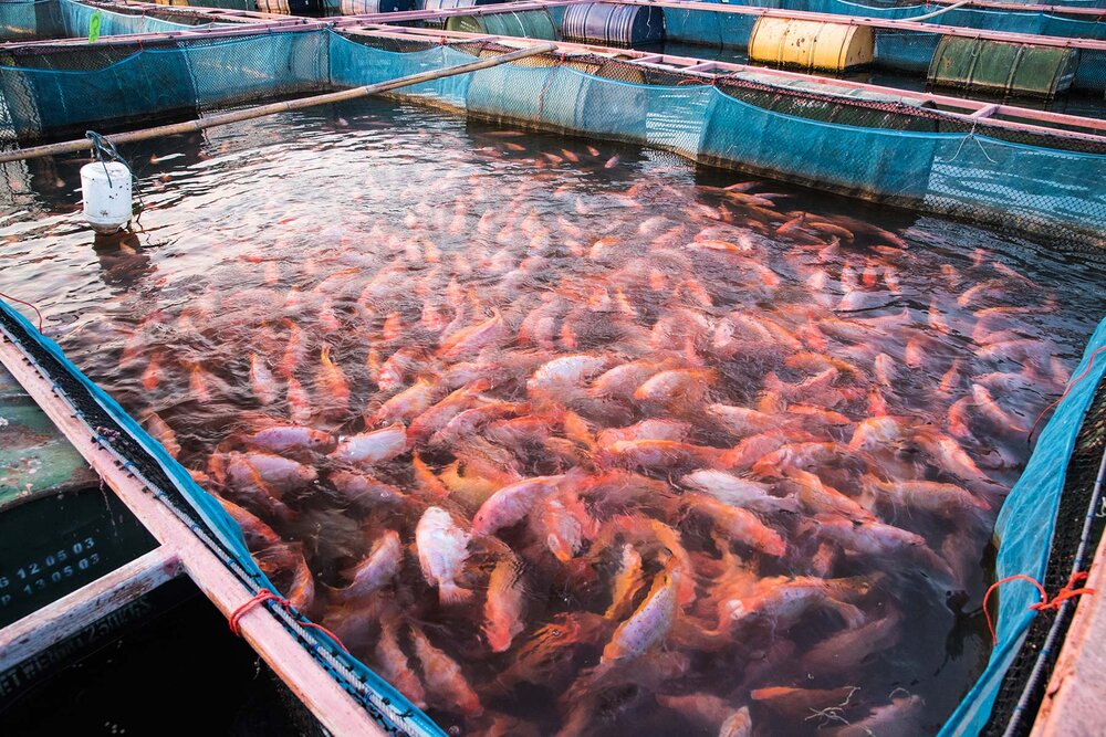 ۲۵ درصد تولید ماهیان زینتی کشور به کاشان اختصاص دارد
