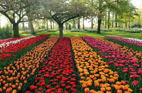 ایجاد بزرگترین فرش گل منطقه در بوستان "آب‌شن" شهر قدس