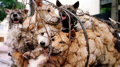 فستیوال گوشت سگ در چین برگزار می‌شود