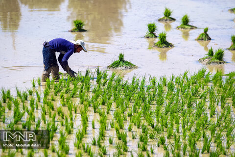 نشاکاری برنج در مبارکه