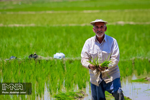 نشاکاری برنج در مبارکه