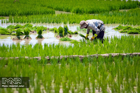 نشاکاری برنج در مبارکه