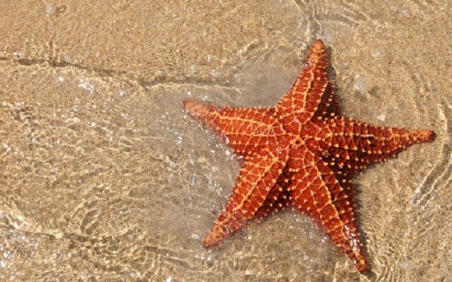درمان سرطان با ستاره دریایی!