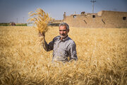 ۹۵ درصد مطالبات گندم‌کاران پرداخت شد / ۵درصد باقی‌مانده مربوط بیمه کشاورزی است