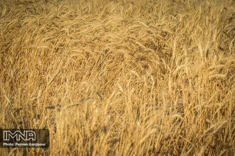 Harvesting wheat crop on beautiful sunny day
