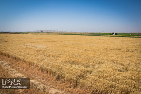 Harvesting wheat crop on beautiful sunny day
