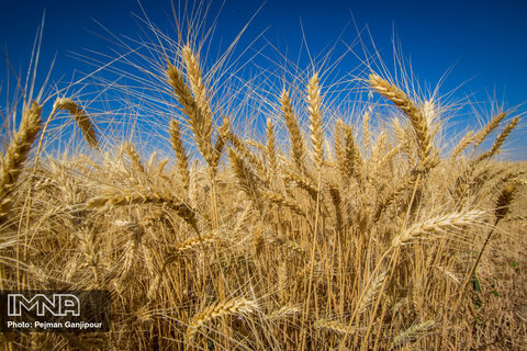 کشف ۵۰ هزار تن گندم احتکارشده در اصفهان
