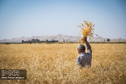پیش بینی برداشت ۲۸۹ هزار تن گندم در اصفهان