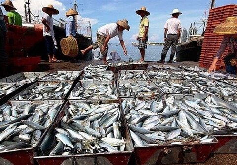 سازوکار اجرایی طرح خرید توافقی ماهی تدوین می‌شود