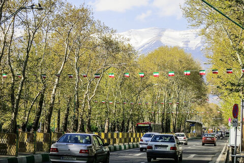 کاشت ۳ هزار چنار جوان در خیابان ولیعصر تهران