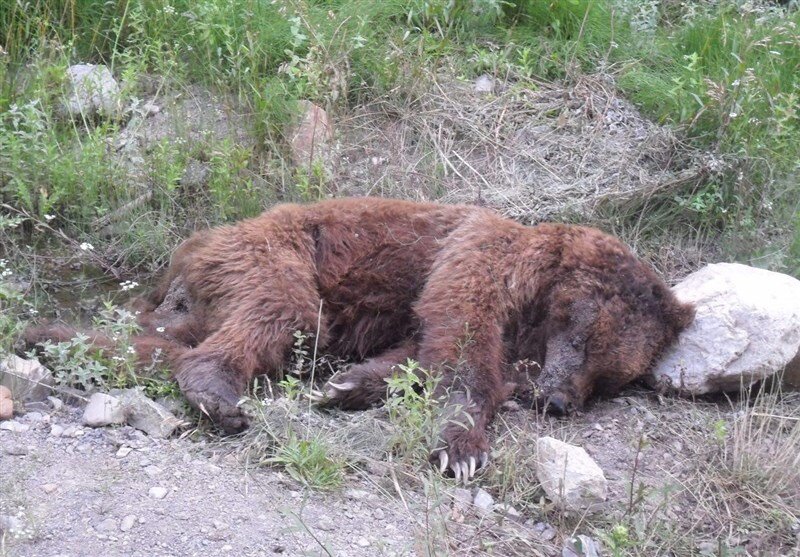یک قلاده خرس قهوه‌ای در پارک ملی گلستان بر اثر تصادف تلف شد