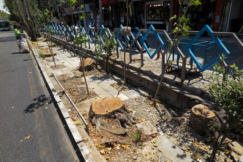 توضیحات شهرداری تهران در مورد قطع درخت در میدان مشق