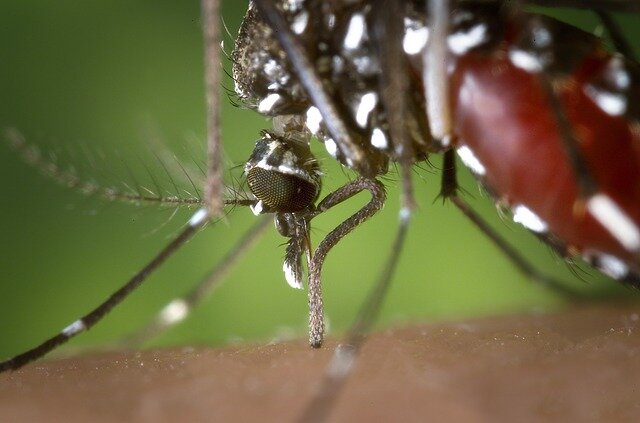 پشه‌ها ناقل بیماری کرونا هستند؟