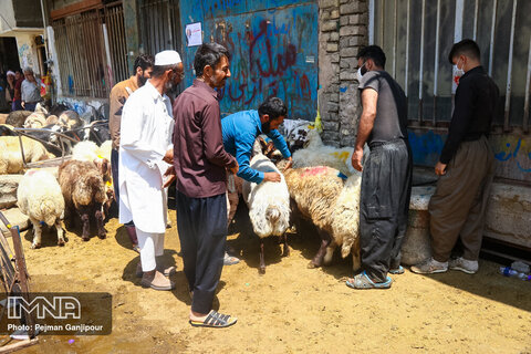 رونق بازار دام اصفهان در آستانه عید قربان