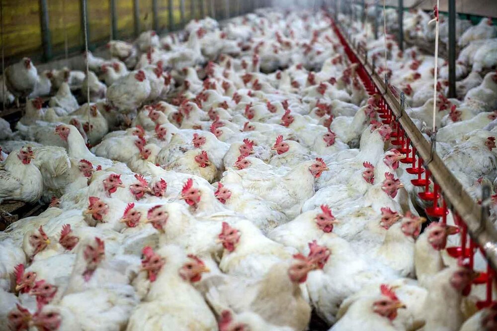 تسهیلات حمایتی با نرخ ترجیهی برای احیا و توسعه مرغ آرین