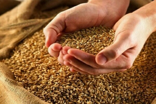 توزیع بیش از ۳۸ هزار تن بذر در استان گلستان