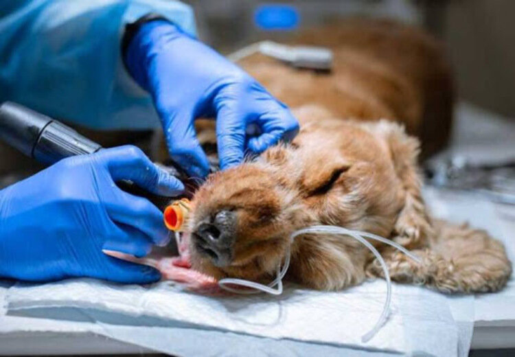 حیوانات خانگی زیر تیغ جراحی زیبایی؛ از بریدن عضو تا خالکوبی