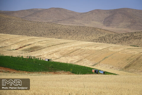 برداشت محصولات کشاورزی از مزارع پشت کوه فریدن