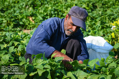 متوسط قیمت محصولات و هزینه خدمات کارگران کشاورزی اعلام شد