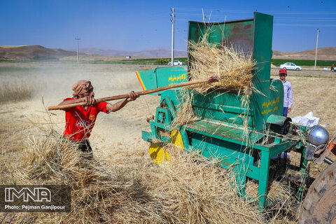راه گذر از بحران خشکسالی «تغییر الگوی کشت» است