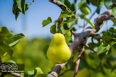 برداشت گلابی