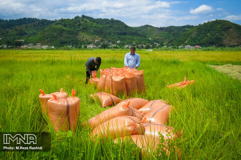 برداشت برنج در گیلان