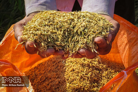 طبخ و توزیع ۲ هزار دمپخت لنجان میان نیازمندان