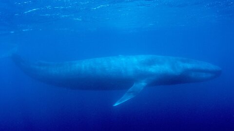 نهنگ آبی ۳ جوان را در دریای خزر به کام مرگ کشاند + جزئیات خودکشی