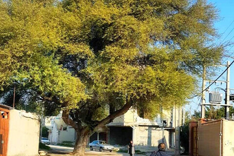 درخت ۵۰۰ ساله بوشهر ثبت ملی شد