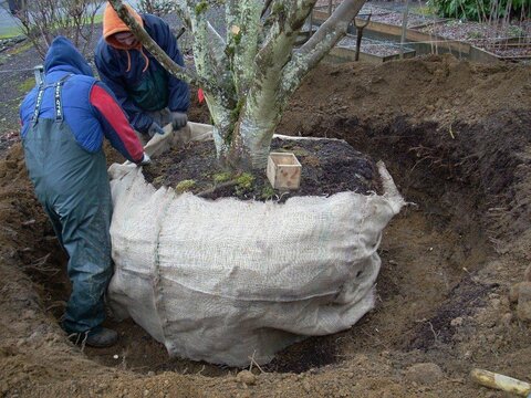 کاشت و نگهداری بیش از ۱۲ هزار اصله درخت روتبال در مشهد