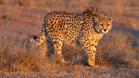 Presence of Asiatic cheetah possible in Isfahan