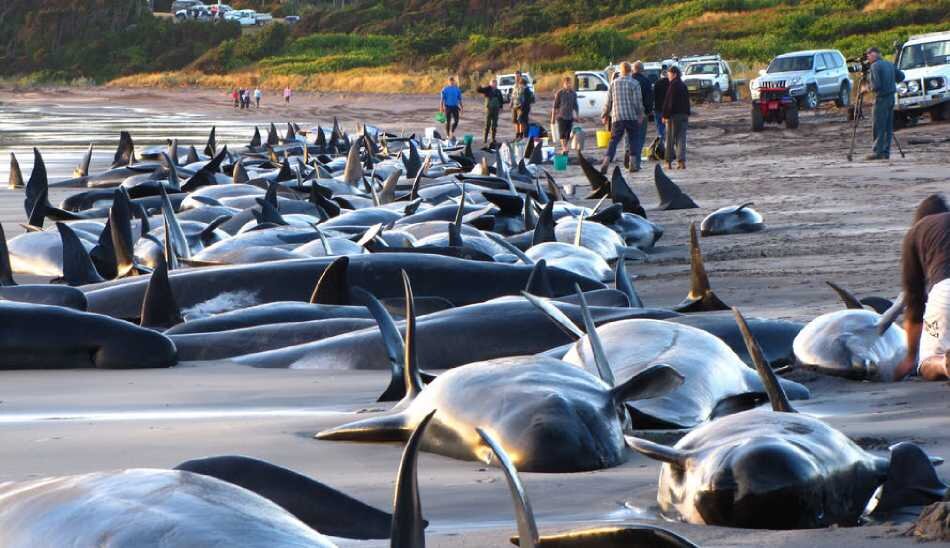 مرگ ۳۸۰ نهنگ در بزرگترین خودکشی جمعی