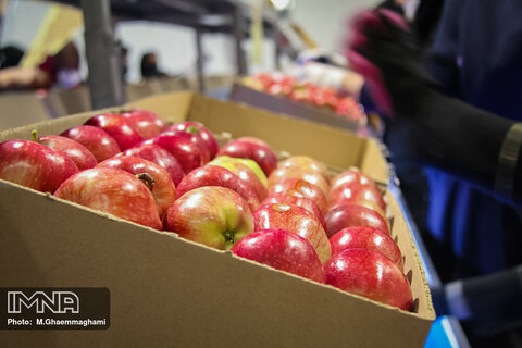 بسته بندی و صادرات سیب سمیرم
