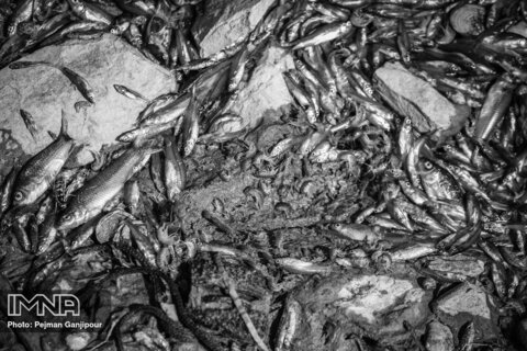 تراژدی مرگ ماهی ها در زاینده رود