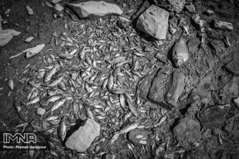 تراژدی مرگ ماهی ها در زاینده رود