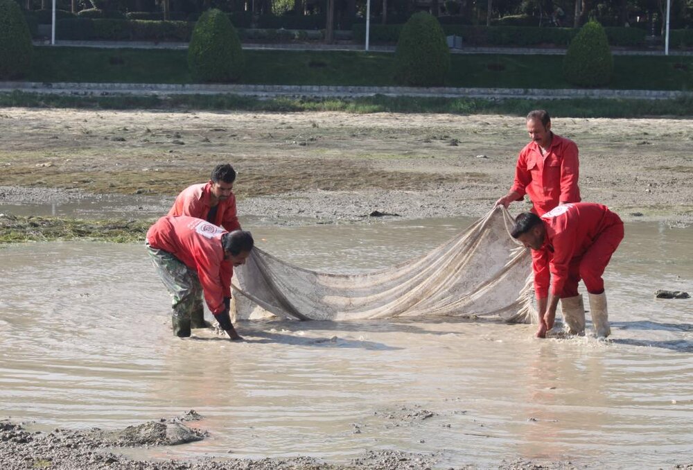 نجات ماهیان گرفتار در رودخانه زاینده‌رود