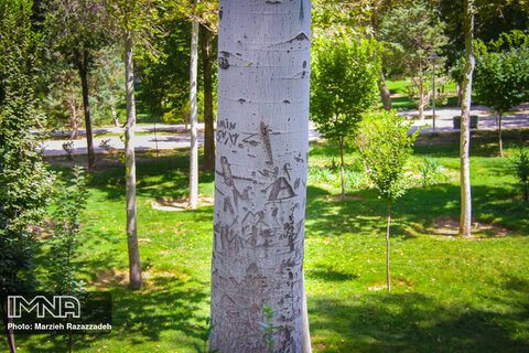 زخم یادگاری بر تن درختان