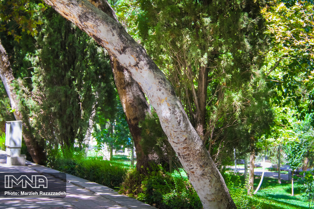 تطبیق ایمنی درختان اصفهان با استانداردهای جهانی