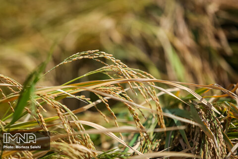 برداشت برنج از مزارع شهرستان مبارکه
