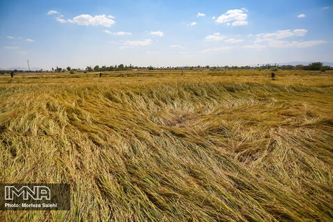 برداشت برنج از مزارع شهرستان مبارکه