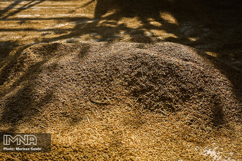 ۱۵۰ هزار تن برنج وارداتی با نرخ مصوب عرضه شد