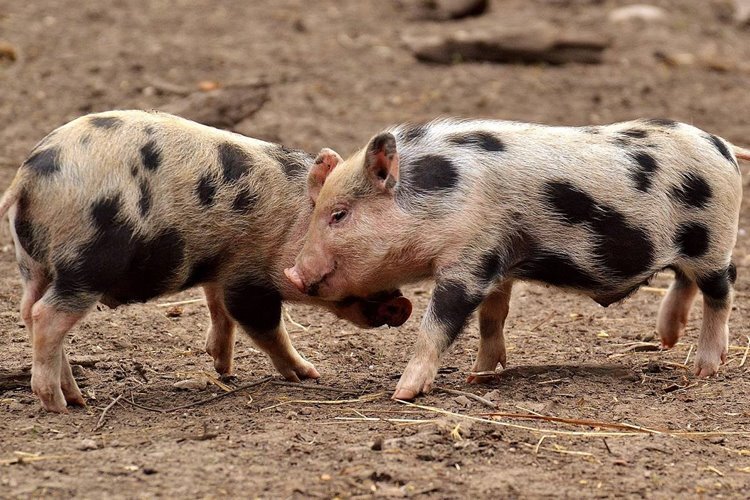 علائم ابتلا به ویروس کرونای خوکی چیست؟
