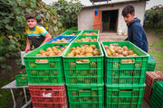 ذخیره‌سازی ۱۵۰ هزار تن کیوی در سردخانه‌های گیلان / صادرات ۵۰ هزار تن به کشورهای هدف