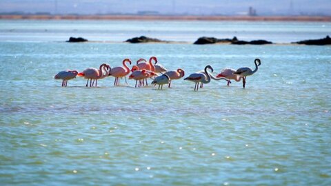 Lake Urmia's Southern Shore Sees Rise in Migratory Birds