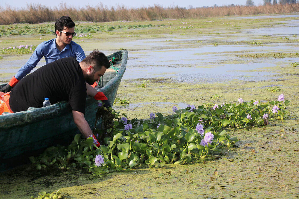 جمع‌آوری گیاه مهاجم سنبل آبی از نوار ساحلی رودسر