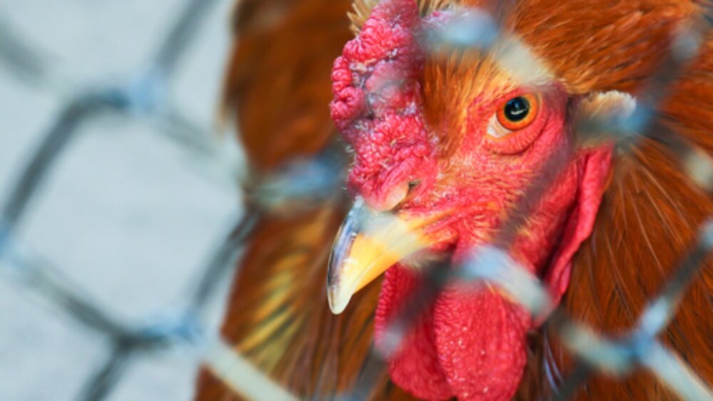 اولین مورد ابتلا به آنفلوآنزای پرندگان در گوانگ دونگ چین