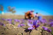 برداشت زعفران تربت حیدریه